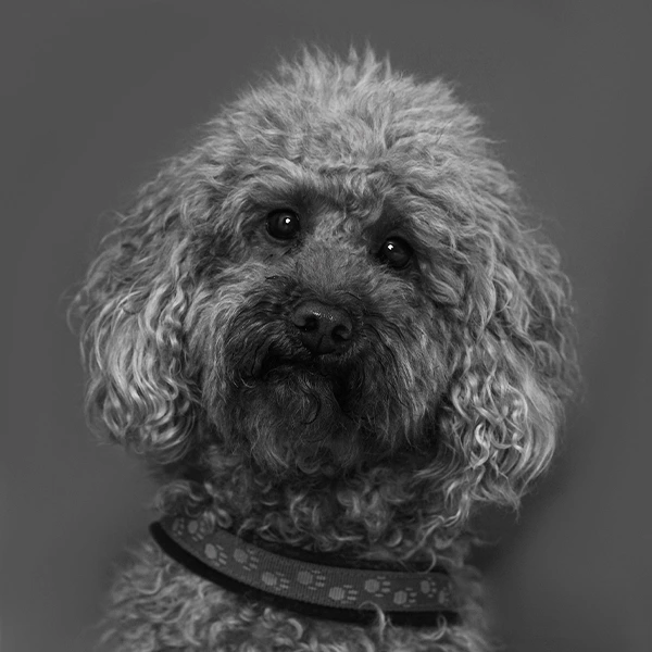 hundi